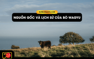 [EP] Nguồn gốc và lịch sử của bò Wagyu